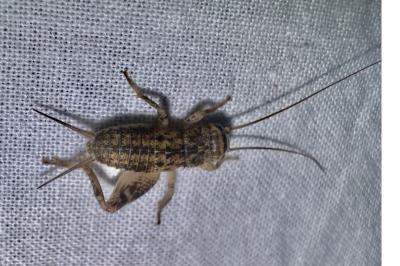 <i>Eumodicogryllus bordigalensis</i>