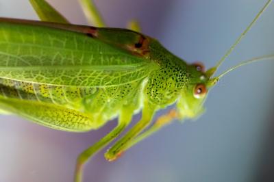 <i>Phaneroptera nana</i>