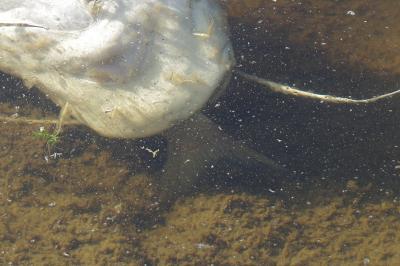 Silure glane