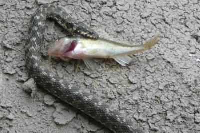 <i>Gymnocephalus cernua</i>