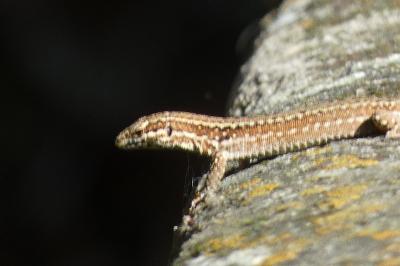 Lézard des murailles 