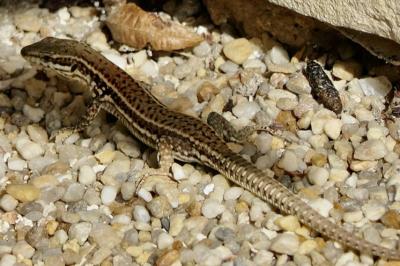 Lézard des murailles 