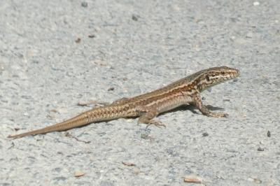 Lézard des murailles 