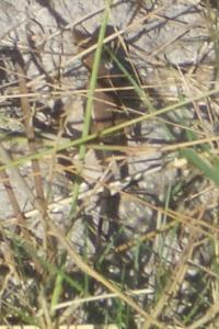 Lézard à deux raies 