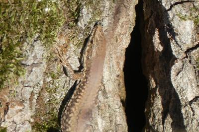 Lézard des murailles 