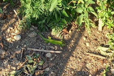 Lézard à deux raies 