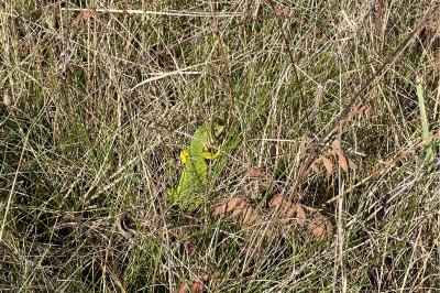 Lézard à deux raies 