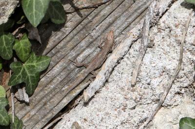 Lézard des murailles 