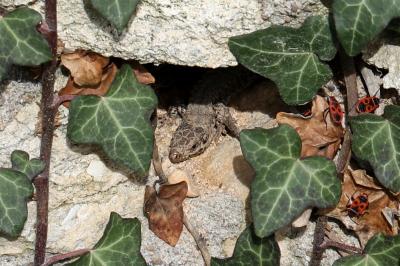 Lézard des murailles 