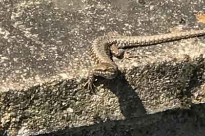 Lézard des murailles 