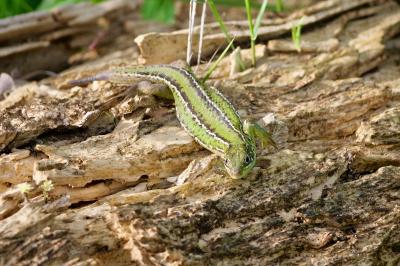 Lézard à deux raies 