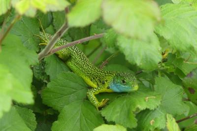 Lézard à deux raies 