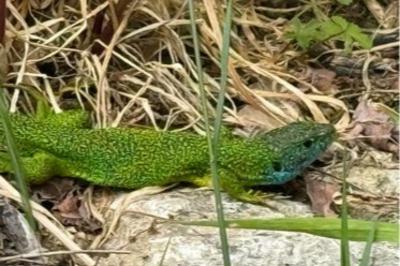 Lézard à deux raies 