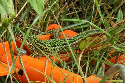 Lézard à deux raies 