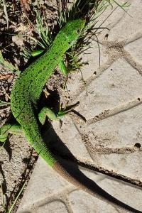 Lézard à deux raies 