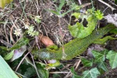 Lézard à deux raies 