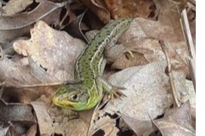 Lézard à deux raies 