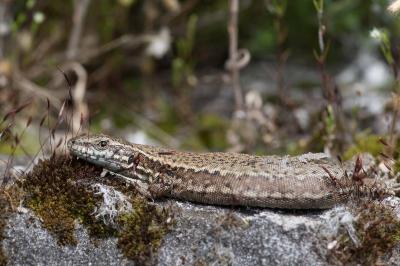 Lézard des murailles 