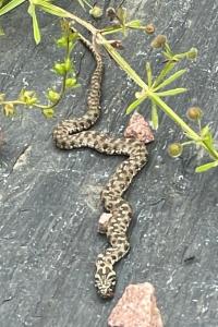 Couleuvre vipérine 
