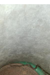Couleuvre d'Esculape 