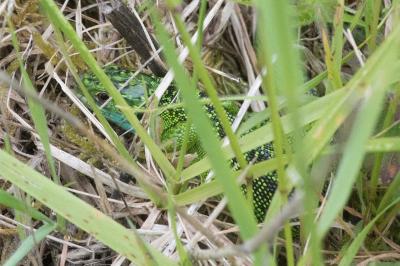 Lézard à deux raies 