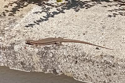 Lézard des murailles 