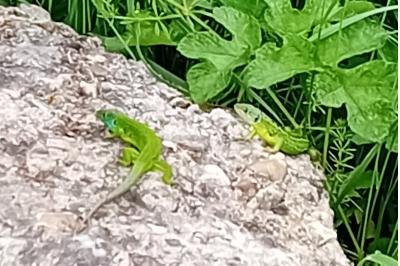 Lézard à deux raies 