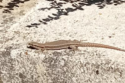 Lézard des murailles 