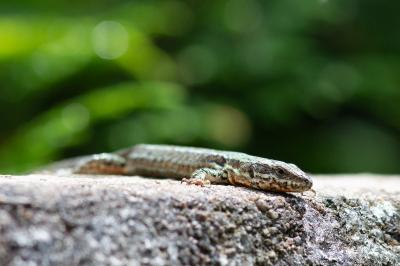 Lézard des murailles 