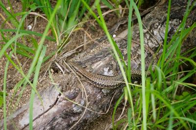 Lézard des murailles 