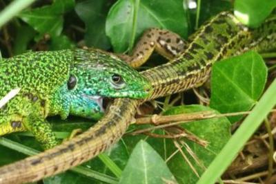 Lézard à deux raies 