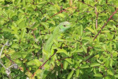 Lézard à deux raies 