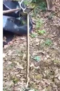 Couleuvre d'Esculape 