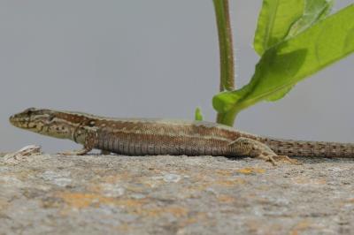 Lézard des murailles 