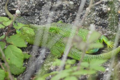 Lézard à deux raies 