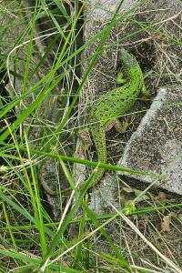 Lézard à deux raies 