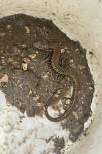 Lézard des murailles 