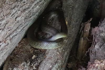Couleuvre d'Esculape 
