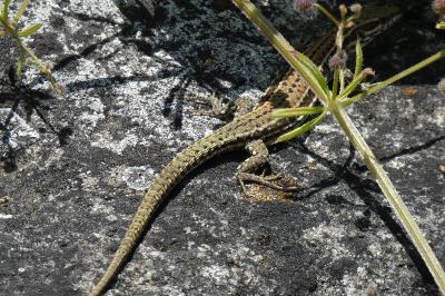 Lézard des murailles 