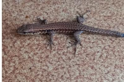 Lézard des murailles 