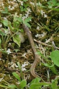Couleuvre d'Esculape 