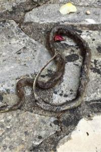 Couleuvre d'Esculape 