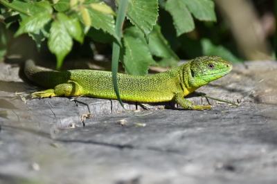 Lézard à deux raies 
