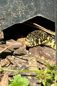 Couleuvre verte et jaune 