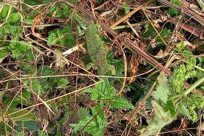 Lézard à deux raies 