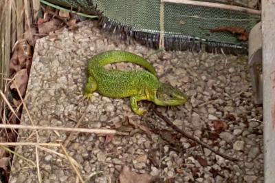 Lézard à deux raies 
