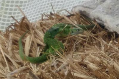 Lézard à deux raies 