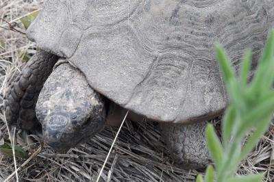 Tortue mauresque 