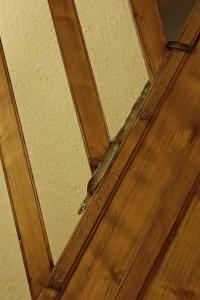 Couleuvre d'Esculape 