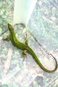 Lézard à deux raies 